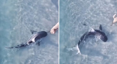 해변에서 마주친 상어와 개, 누가 먼저 도망쳤을까