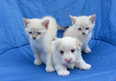 국민 3명 중 1명은 '펫팸족'…'반려동물 알레르기 예방관리수칙' 4가지는?