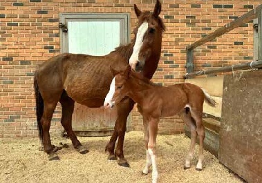 호방하고 뒤끝 없는 '붉은 말'…하늘과 땅 잇는 상서로운 동물