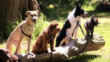 반려견 '치매' 의심 '6가지' 체크…8세 이상 최대 35% 발병