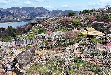 [내일은 못볼지도] 올해 벚꽃축제서는 꽃을 볼 수 있을까