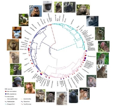 “비인간 영장류 동성 간 성행동에 사회적·환경적 요인 작용”