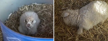 팔릴까 봐 '죽은 척' 연기하는 새끼 양…주인 “3천만원 줘도 안 팔아”