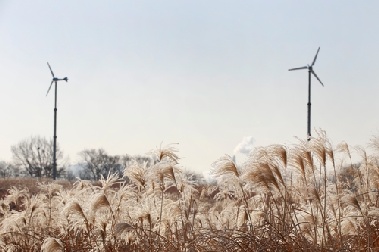 하늘공원 억새, 올해부터 겨울에도 유지…관광지·철새 쉼터로