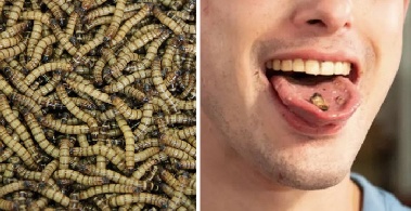 하루 100마리씩 살아있는 곤충 먹는 남성…“버터 팝콘 같은 맛”