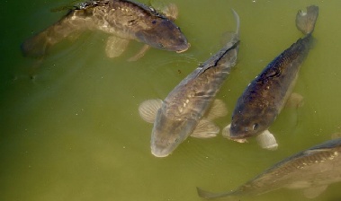두통 때문에 생선 '이것' 먹은 후 목숨 잃을 뻔…“비소보다 독성 강해”