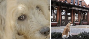 세상 떠난 주인 기다리는 반려견 '감동'…“영화가 떠오르네”