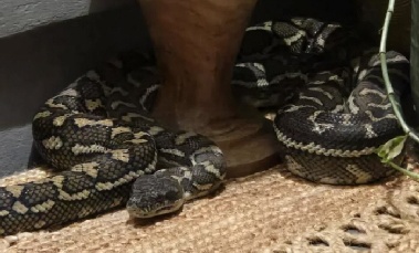 “반려견인 줄 안았는데, 2.5미터 비단뱀”…한밤중 대소동