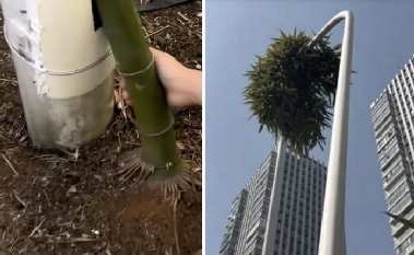 가로등 뚫고 6m 높이 자란 대나무…“불굴의 생명력” 화제