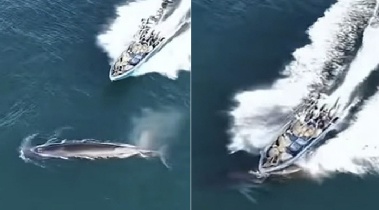 속도 줄이지 않은 어선, 보호종 고래와 충돌…50cm 상처 남겨