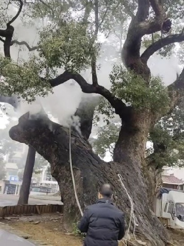 1200년 고목, 아이들 폭죽 장난에 고사 위기…10시간 만에 진화