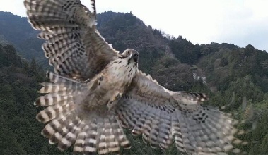 드론 촬영 중 매의 공격 '포착'…“파손됐지만 최고의 영상 감사”