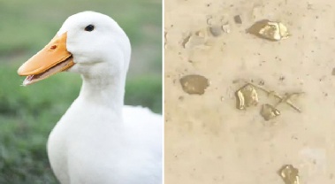 '황금 오리' 발견, 뱃속에 250만원 상당 '금', 왜 그런가 보니…