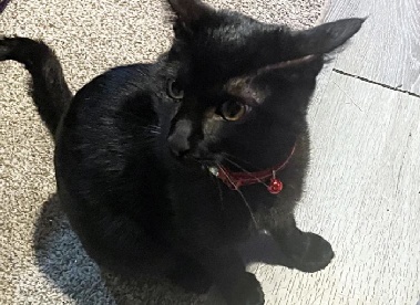 화재 속에서 '집사' 목숨 구한 고양이, 주인은 오열