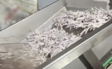 “닭발, 과산화수소로 표백”…공장 바닥엔 오수, 악취 진동