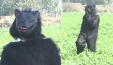 '곰'으로 변장한 농민들…'가슴 아픈' 사연 있었다