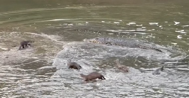 “너 악어야? 우린 수달이야”…놀라운 '반전'이 일어났다