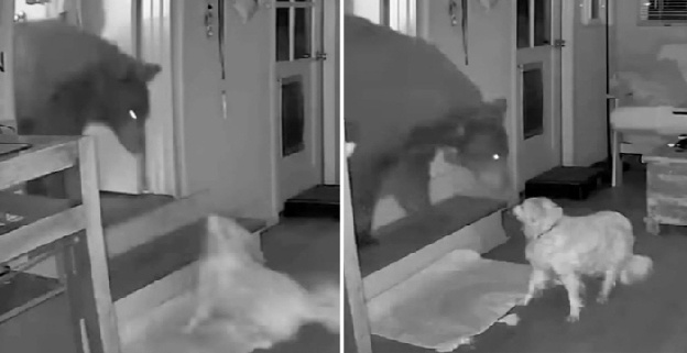 곰 침입에 맞선 17살짜리 반려견..“영웅적인 행동” 찬사