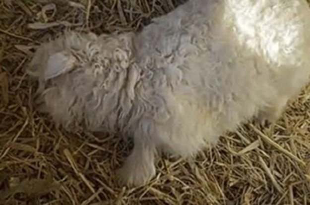 팔릴까 봐 '죽은 척' 연기하는 새끼 양..주인 “3천만원 줘도 안 팔아”