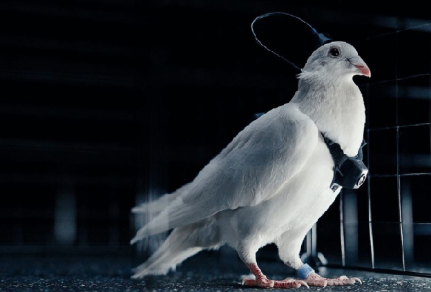 비둘기를 감시 드론으로?..“배터리 필요 없고 하루 480㎞ 이상 비행”