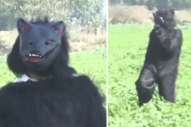 '곰'으로 변장한 농민들..'가슴 아픈' 사연 있었다