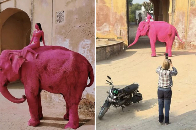 분홍색으로 칠한 코끼리 촬영 후 숨져..사진작가 “살해 협박 받아”